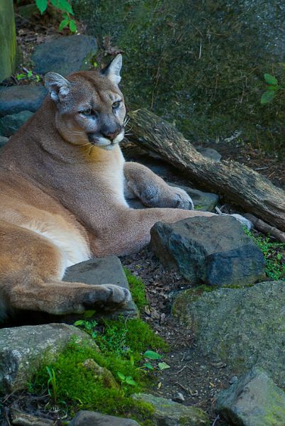 Catamont_310.jpg - Catamount - Mountain Lion #1