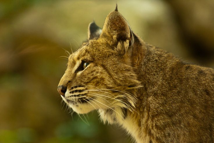 DSC00264.jpg - Bobcat