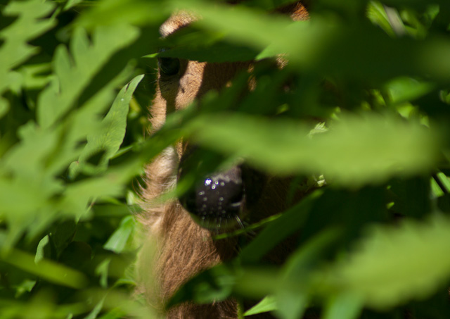 Fawn_DSC08690.jpg - #0278_Fawn Hiding, Briar Patch Lane, Underhill, Vermont.