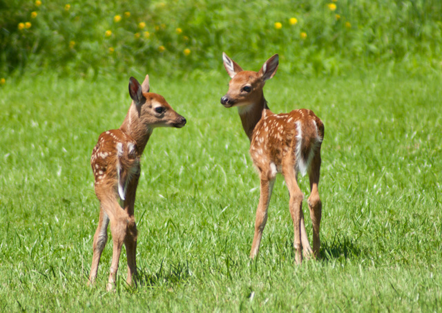 Fawns_DSC08677.jpg - #0277_Fawns, Briar Patch Lane, Underhill, Vermont.