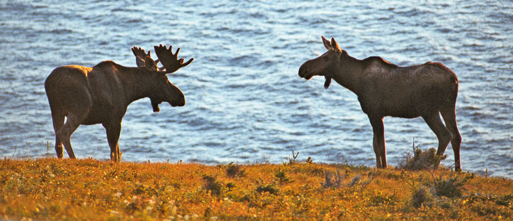 NS-Moose.jpg - Nova Scotia Bull and Cow Moose