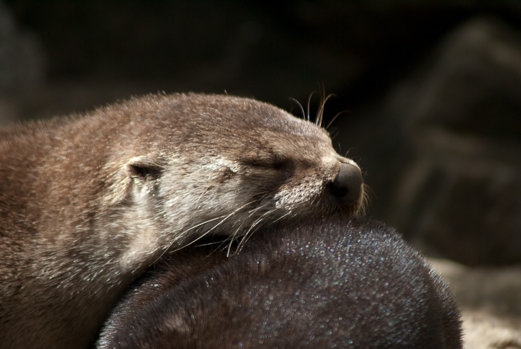 Otters_367.jpg - Sleeping Otters