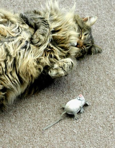 RibsyandMouse.jpg - #0282_Ribsy, our cat of 17 years, sleeping with catnip mouse.