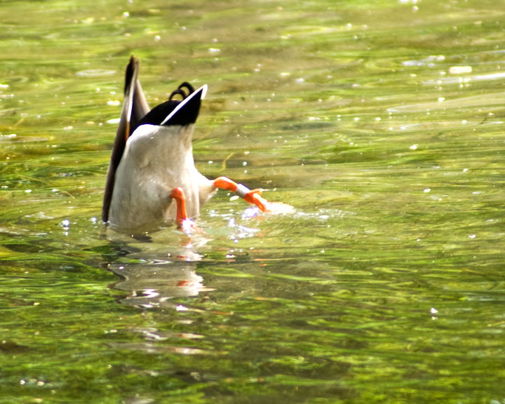 Duck_DSC08554.jpg - #0284_Duck, Arizona-Sonora Desert Museum, Tucson, Arizona.