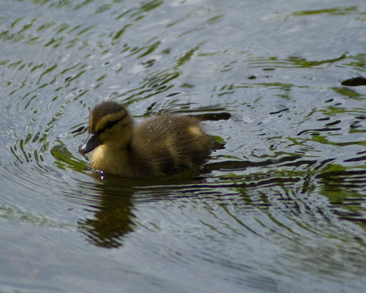 Duckling_DSC08520.jpg - #0286_Duck, Shelburne, Vermont.