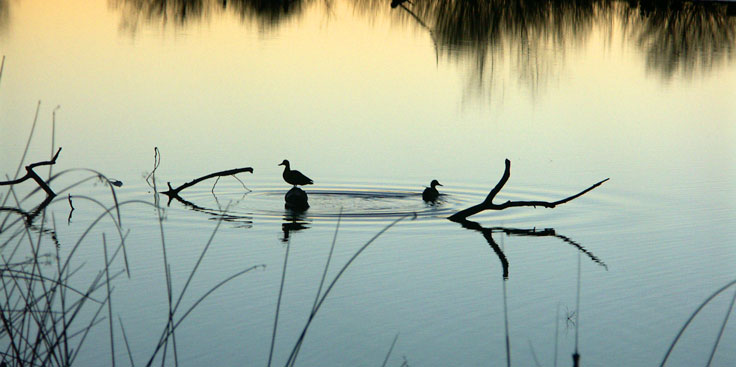 Ducks-PICT4717-c-w.jpg - #0283_Ducks, Bosque del Apache National Wildlife Refuge, Socorro, New Mexico.