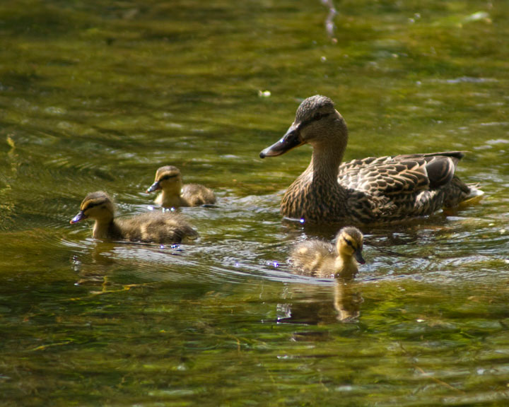 Ducks_DSC08513.jpg - #0285_Ducks, Shelburne, Vermont.