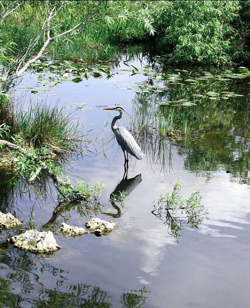 FL-Heron-w.jpg - #0289_Heron, Royal Palms Visitor Center, Everglades National Park, Homestead, Florida.