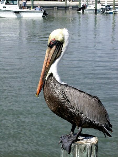 FL-LonePelican-w.JPG - #0287_Pelican, Florida.