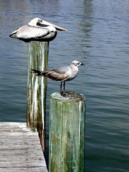 FL-Pelican_gull-w.JPG - #0288_Pelican, Florida.