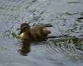 Duckling_DSC08520