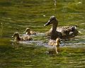 Ducks_DSC08513