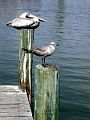 FL-Pelican_gull-w
