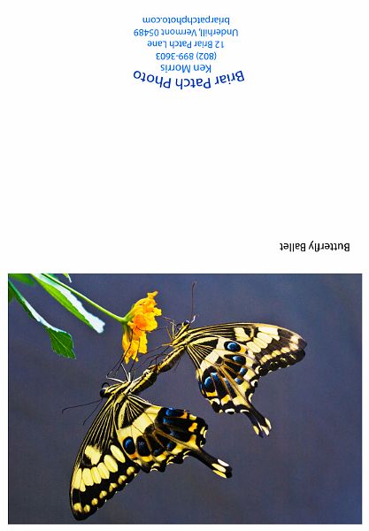 Butterfly Ballet.jpg