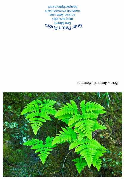 Ferns-1.jpg - Fern Leaves Browns River near Jericho Mill, Jericho, Vermont