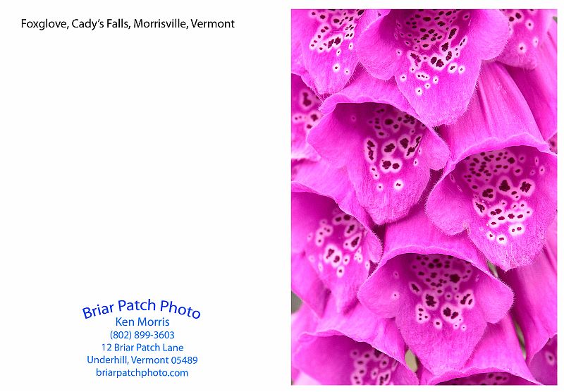 Foxglove.jpg - Foxglove, Cady's Falls Nursery, Morrisville, Vermont