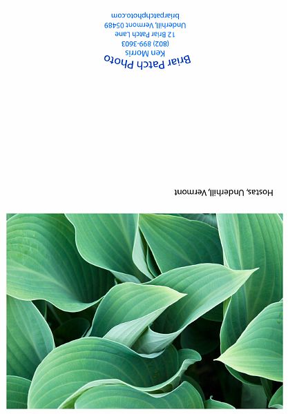 Hosta-1.jpg - Hostas, Underhill, Vermont