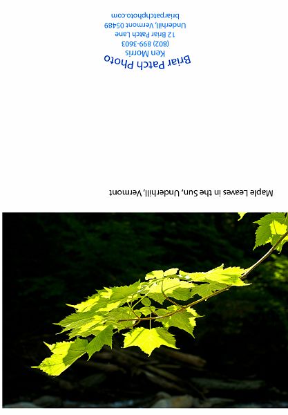 Maple_Leaves_in_sun.jpg - Maple Leaves in the sun, Underhill, Vermont