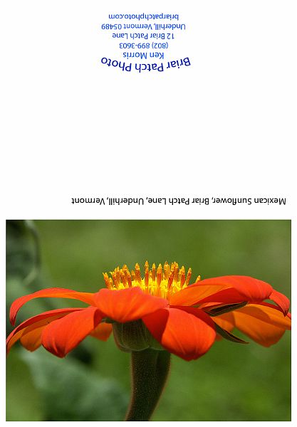 MexicanSunflower.jpg - Mexican Sunflower, Briar Patch Lane, Underhill, Vermont