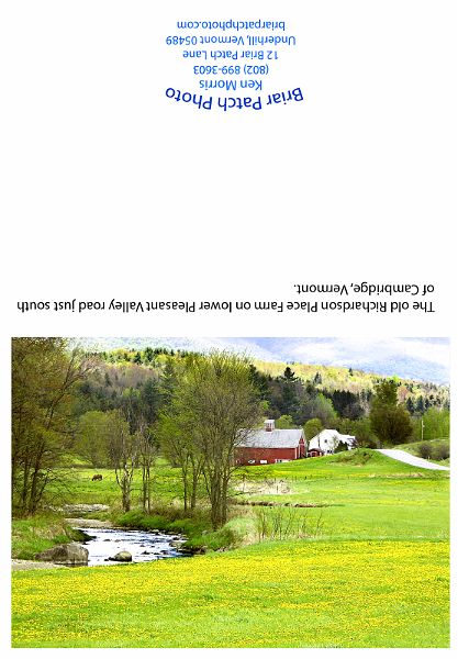 PleasantValleyDandelions.jpg - Spring Dandelions on the old Richardson Farm, Pleasant Valley Road, Cambaridge, Vermont