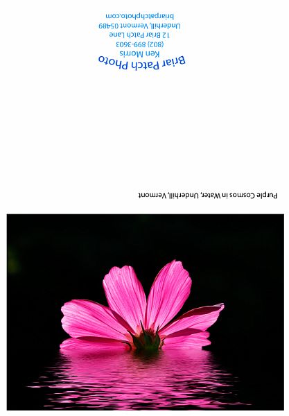 Purple_Cosmos_in_Water.jpg - Pink Cosmos in water, Underhill, Vermont