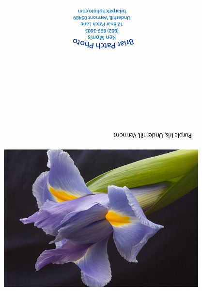 Purple_Iris.jpg - Purple Iris, Underhill, Vermont