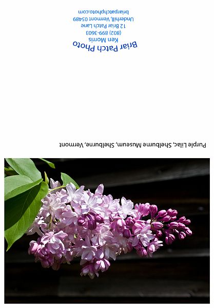 Purple_Lilac.jpg - Purple Lilac, Shelburne Museum, Shelburne, Vermont