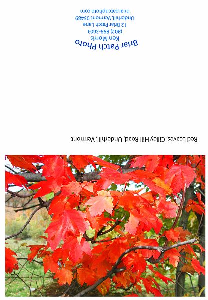 Red_Leaves_Cilley_Hill.jpg - Red Maple Leaves, Cilley Hill Road, Underhill, Vermont