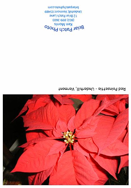 Red_Poinsettia_PC190033.jpg - Red Poinsetta, Underhill, Vermont
