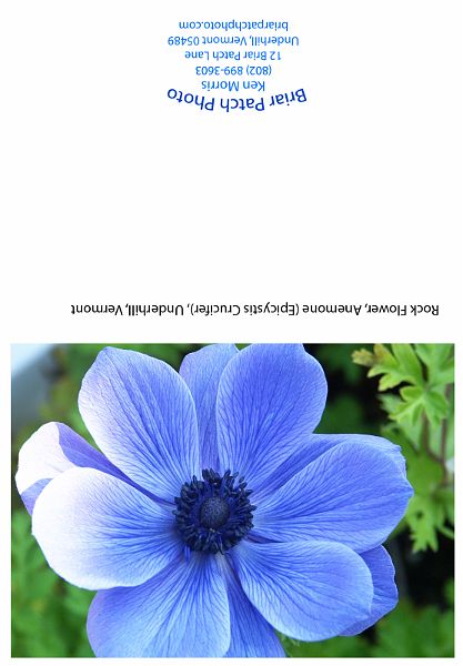 Rock_Flower_Anemone.jpg