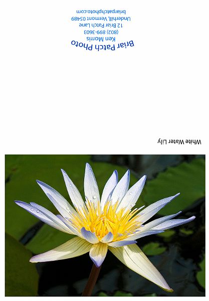 White Water Lily.jpg
