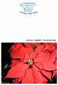 Red_Poinsettia_PC190033