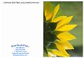 Sunflower_3318