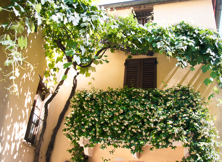 Window_DSC07379.jpg - #0151_Window with Grape Vines, San Querci de Orcia, Italy