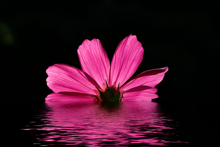 Cosmos_DSC3097_w.jpg - #0051_Cosmos from our Underhill Garden with water and reflection.