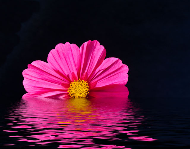 Cosmos_DSC9841.jpg - #0048_Pink Cosmos flower with reflection.