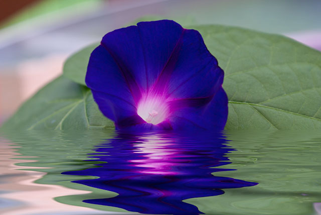 Morning_Glory_DSC09857.jpg - #0047_Morning Glory Flower with reflection.