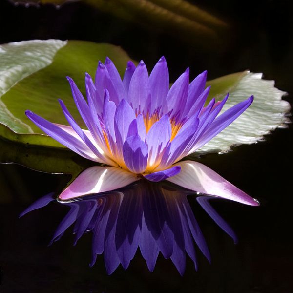 WaterLily_DSC01007_w.jpg - #0050_Purple Water Lily and reflection.