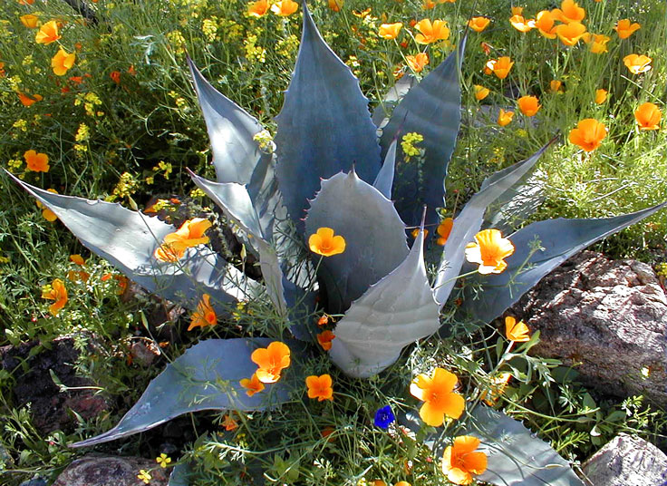 AloePoppiesP3060024-w.jpg - #0071_Aloe and Poppies, Tucson, Arazona