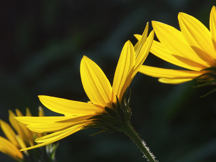 ArtichokePICT0761-w.jpg - #0070_Jerusalem artichoke flower in our garden, Underhill, Vermont.