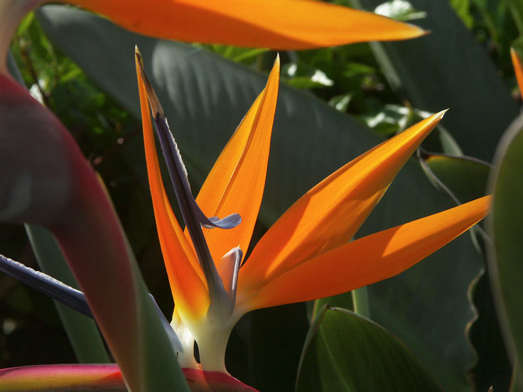 BirdofParadisePICT3065-w.jpg - #0069_Bird of Paradise