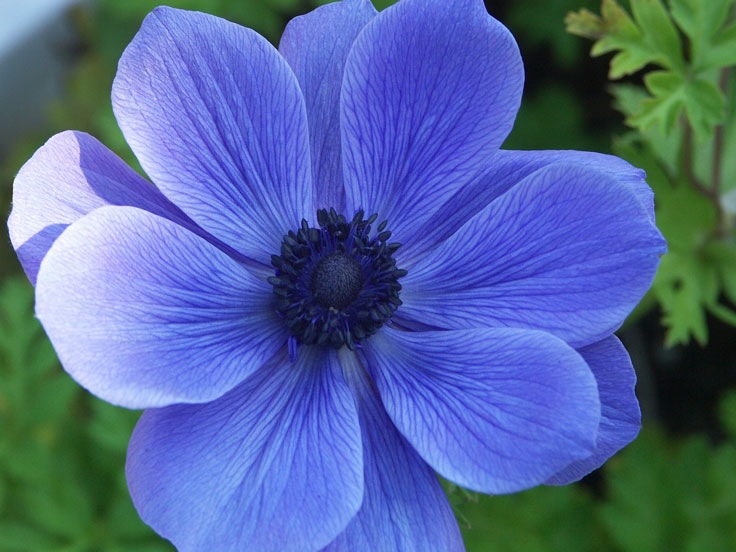 BlueFlowerPICT0763-w.jpg - #0068_Blue Flower