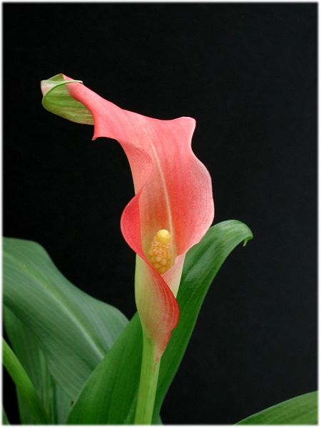 CallaLilly-w.jpg - #0053_Calla lily