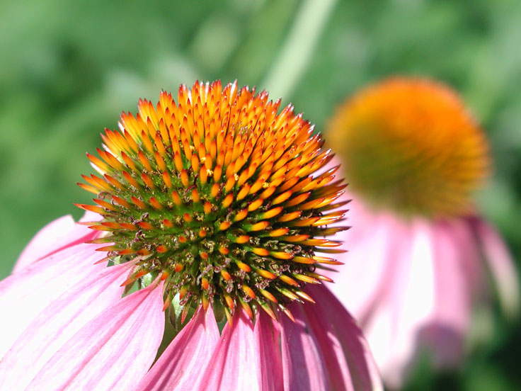 ConeFlower-w.jpg - #0079_Cone Flower