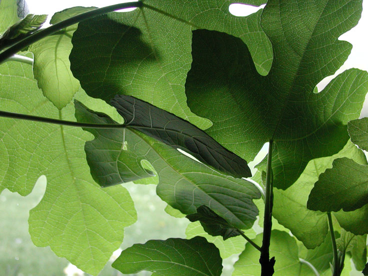 FigLeaves-2-w.jpg - #0078_Fig Leaves