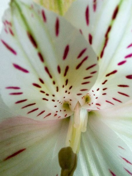 Freesia-centerPICT2080-w.jpg - #0077_Freesia Center