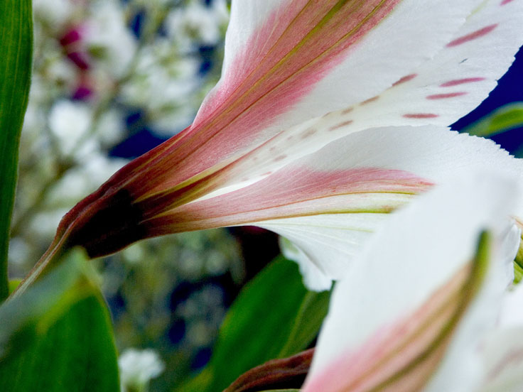 FreesiaPICT2070-w.jpg - #0076_Freesia