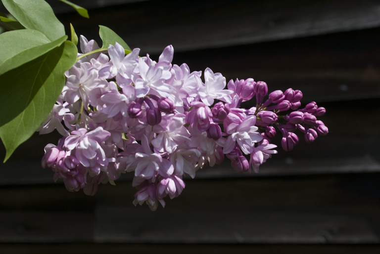 Lilac_DSC08468.jpg - #0086_Purole Lilac, Sherburne, Vermont