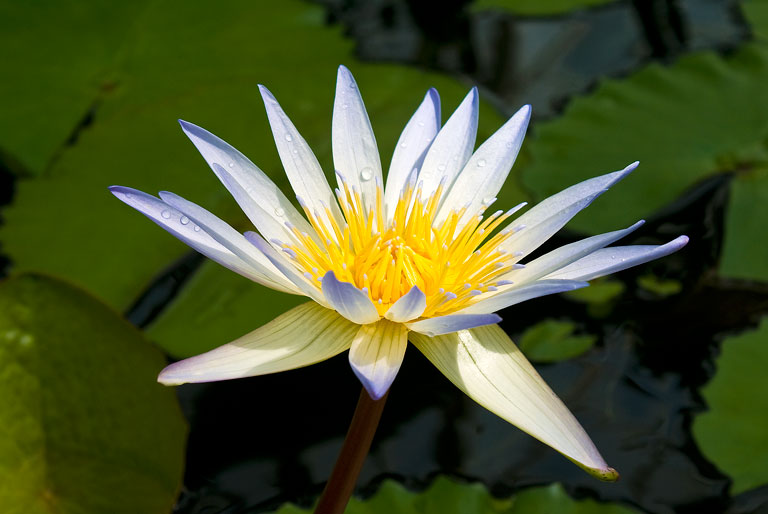 Lilly_DSC01011_w.jpg - #0087_White Lily
