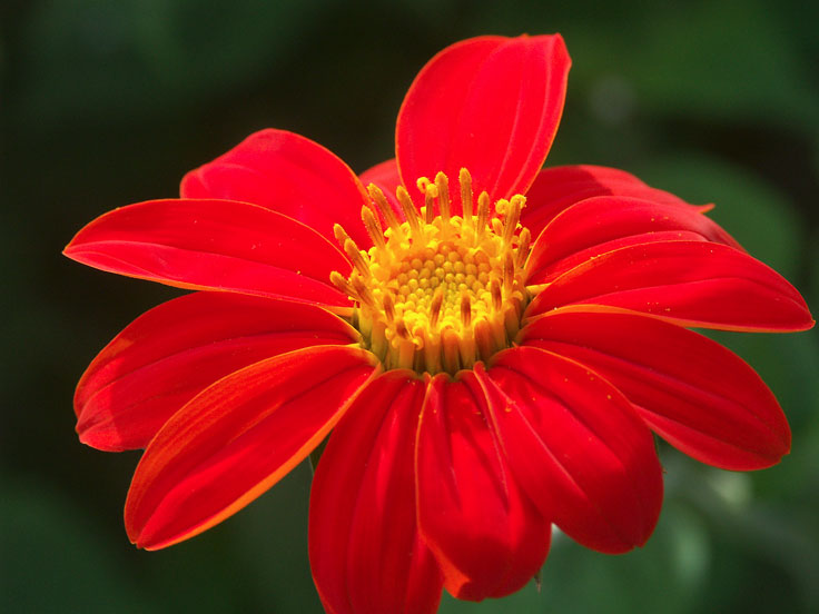 MexicanSunFlowerPICT2156-w.jpg - #0061_Mexican Sunflower-2:  Grown in our garden in Underhill, Vermont